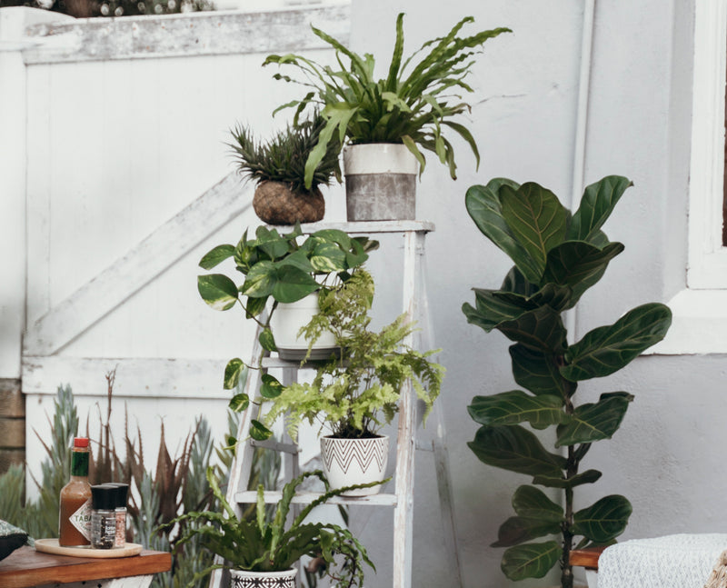 Let's find you perfect plant for your home.