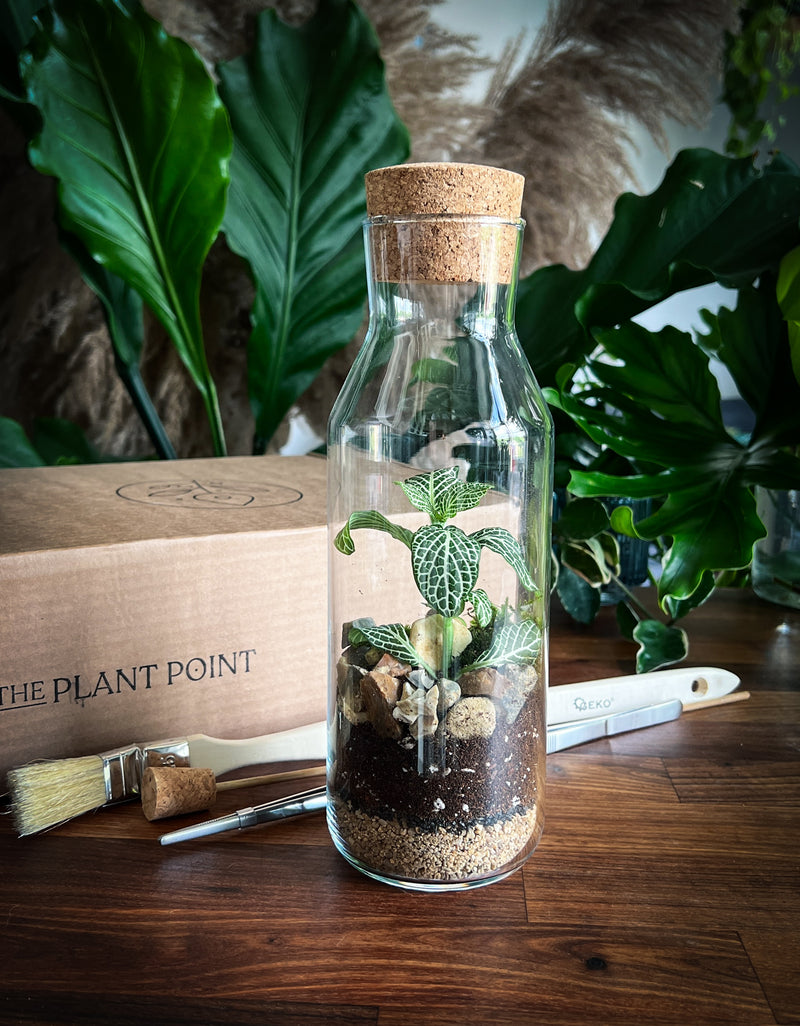 terrarium plant kit uk Bottle Terrarium Kit – A Tiny Jungle in a Bottle