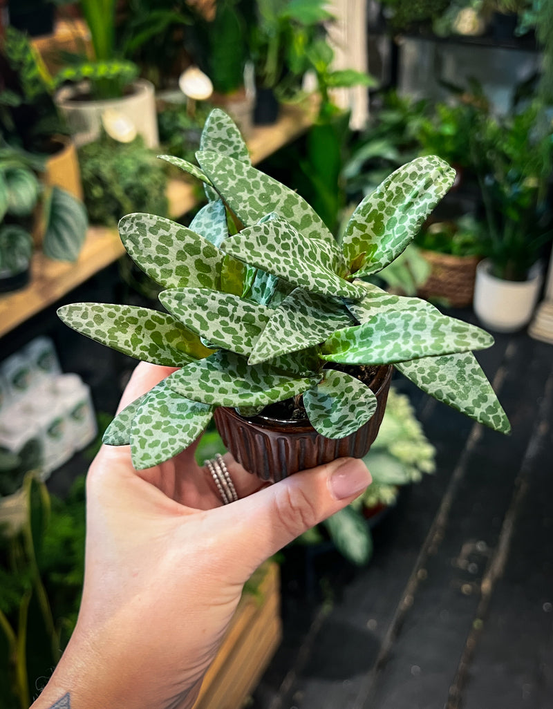 leopard plant succulent Ledebouria Socialis – Silver Squill / Leopard Lily | Rare Indoor Bulb Plant