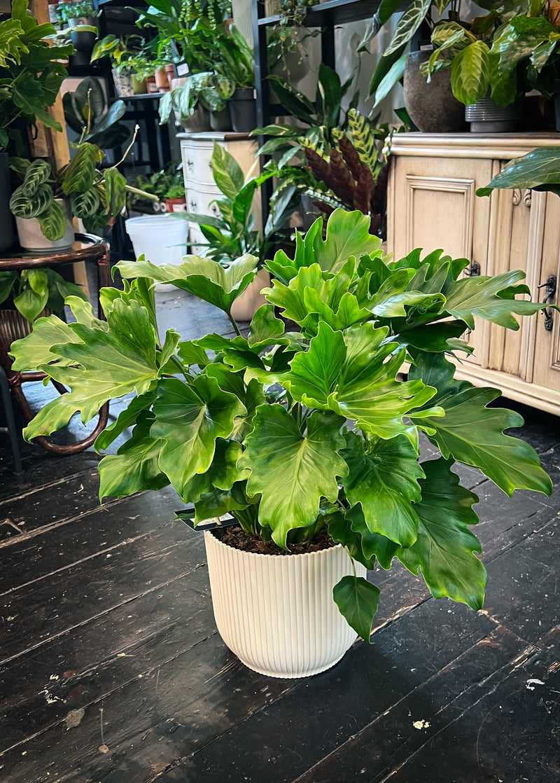 philodendron selloum little hope Philodendron Hope Sellum