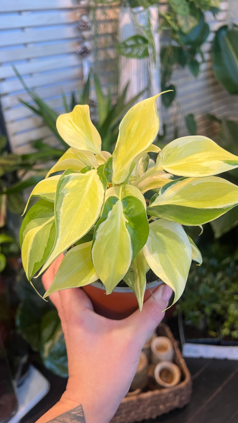 philodendron scandens yellow leaves Philodendron scandens 'Rio'