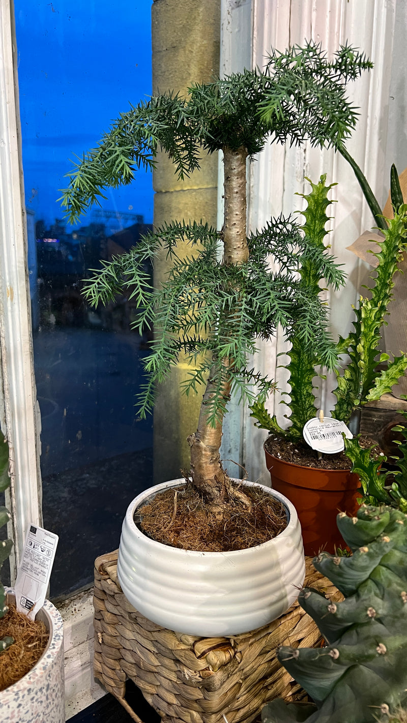 Bonsai Araucaria cunninghamii in pot