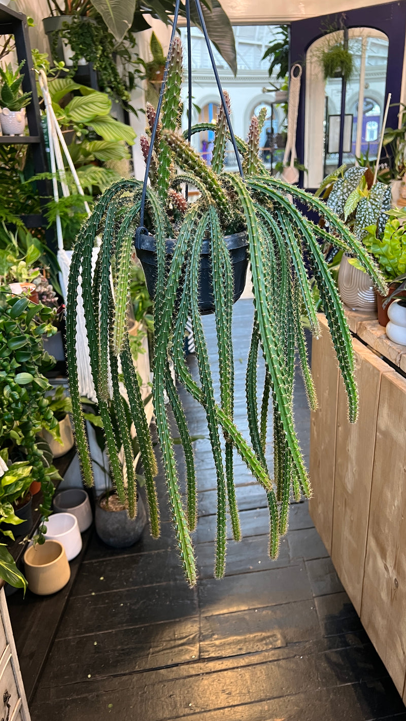 hanging cactus indoor plants Aporocactus Mallisonii Hanging Cactus