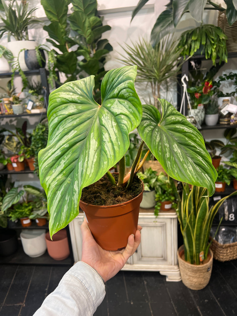 philodendron plowmanii climber or crawler Philodendron Plowmanii