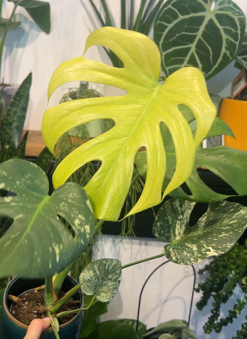 Monstera 'Mint'