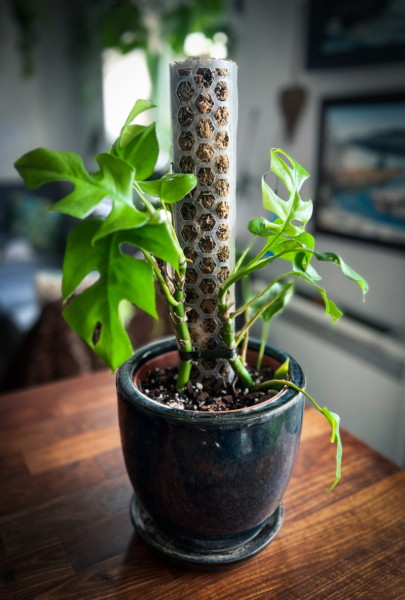 sphagnum moss poles Honeycomb Moss Pole for Climbing Plants