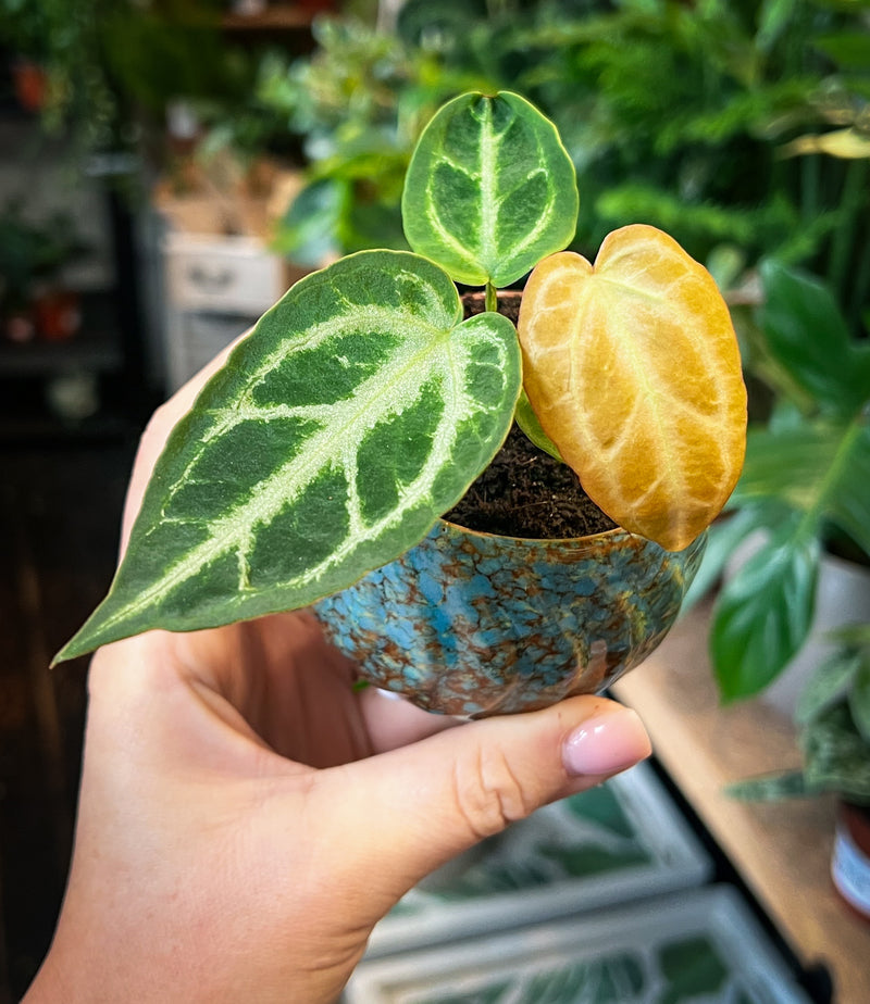 anthurium silver blush Anthurium Silver Blush | Rare Collector's Aroid