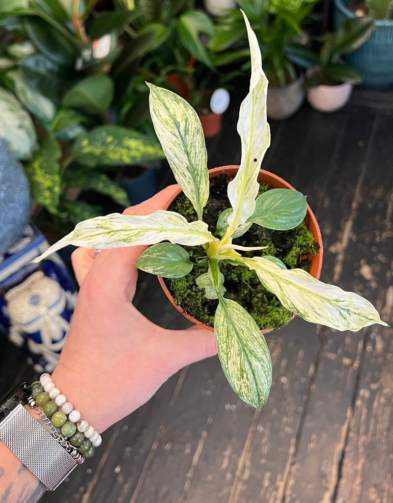 variegated giant peace lily Variegated Spathiphyllum 'Sensation' – Rare Giant Peace Lily