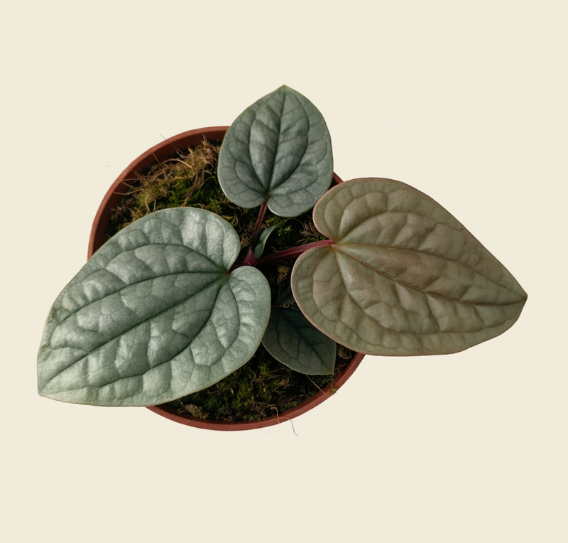 Anthurium luxurians Platinum