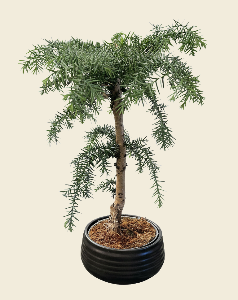 Bonsai Araucaria cunninghamii in pot