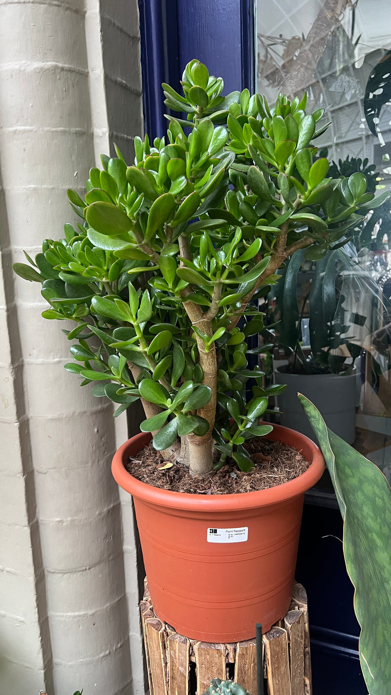 jade plant uk Crassula Ovata Tree 'Jade Plant'