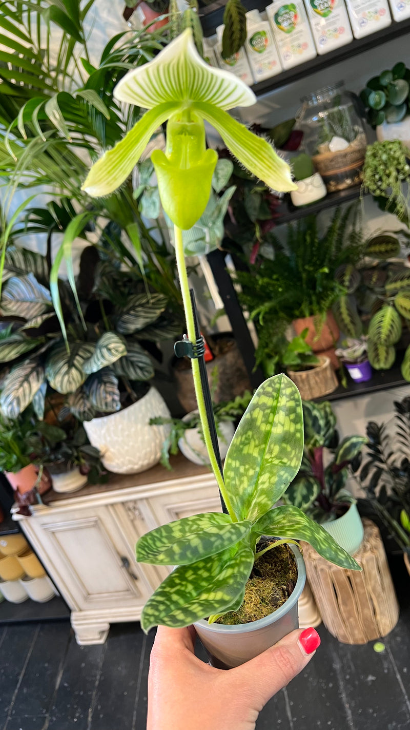 Slipper 2025 orchid images