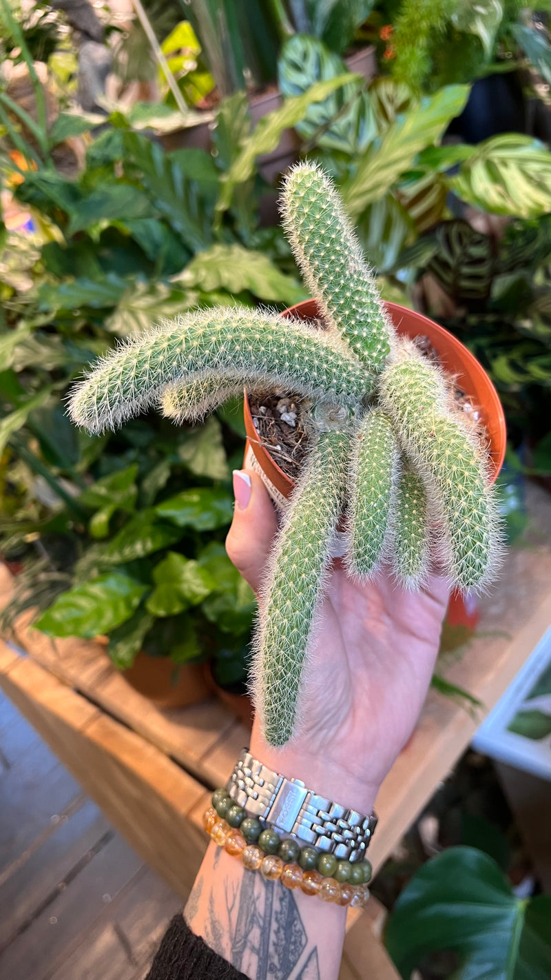 monkey tail succulent for sale Monkey tail cactus