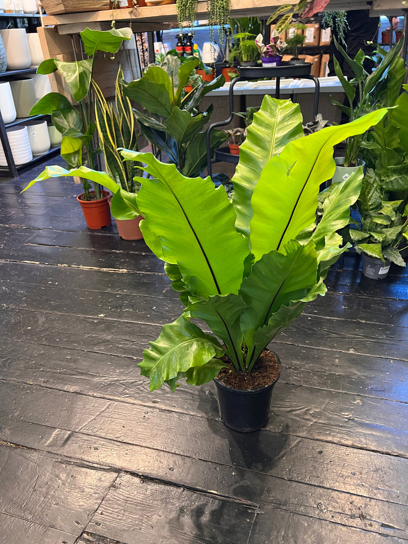 underwatered birds nest fern Asplenium nidus 'Birds Nest Fern'