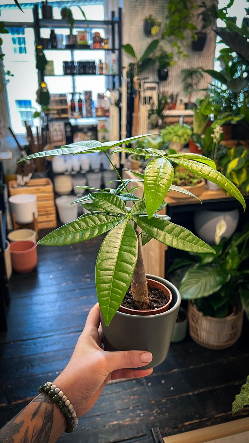 money tree plant uk Pachira Money Tree