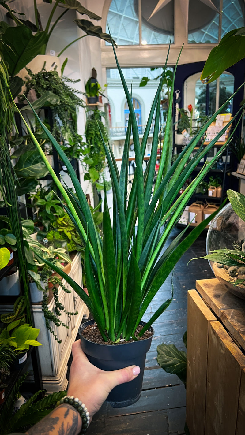sansevieria kirkii friends Sansevieria kirkii 'Friends'