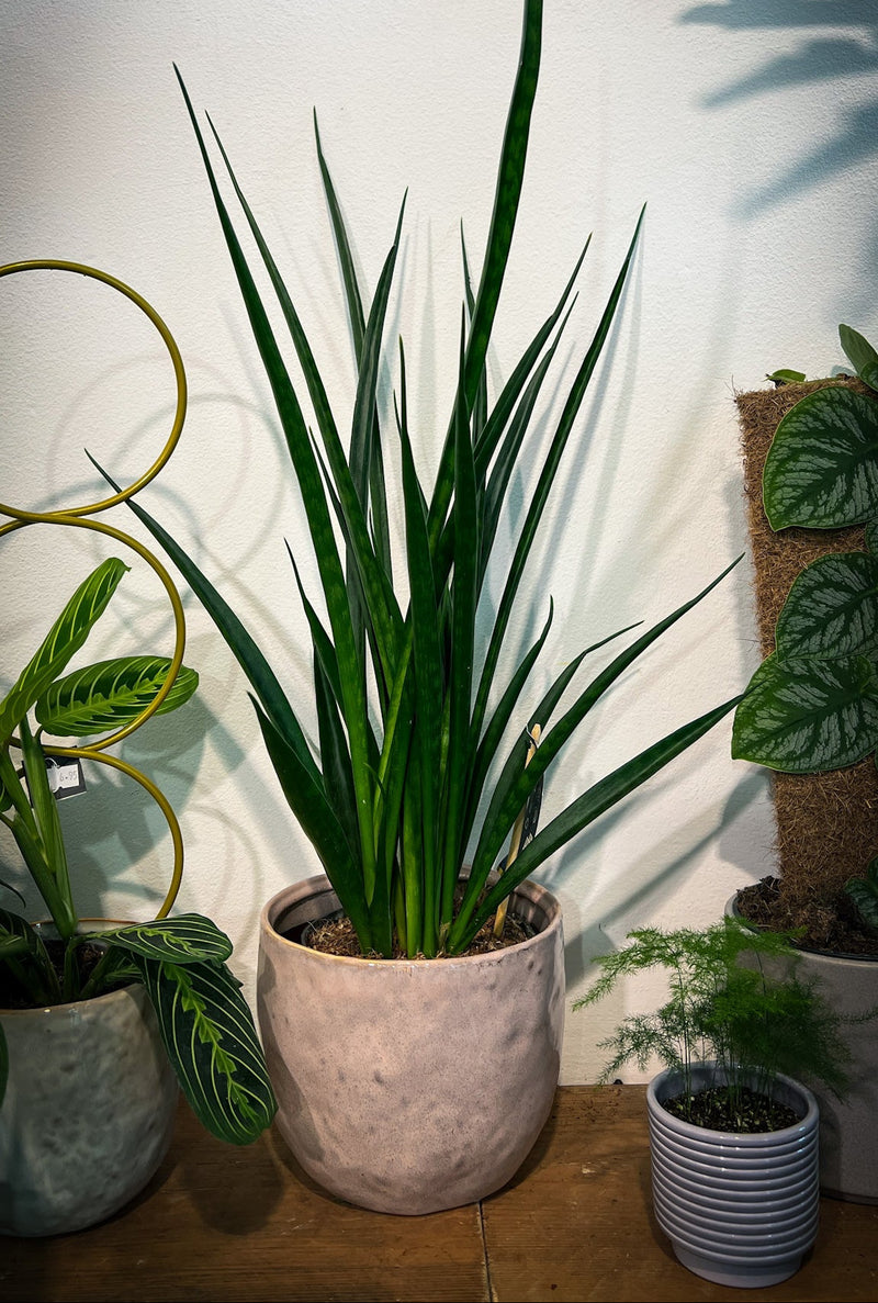 sansevieria kirkii friends Sansevieria kirkii 'Friends'