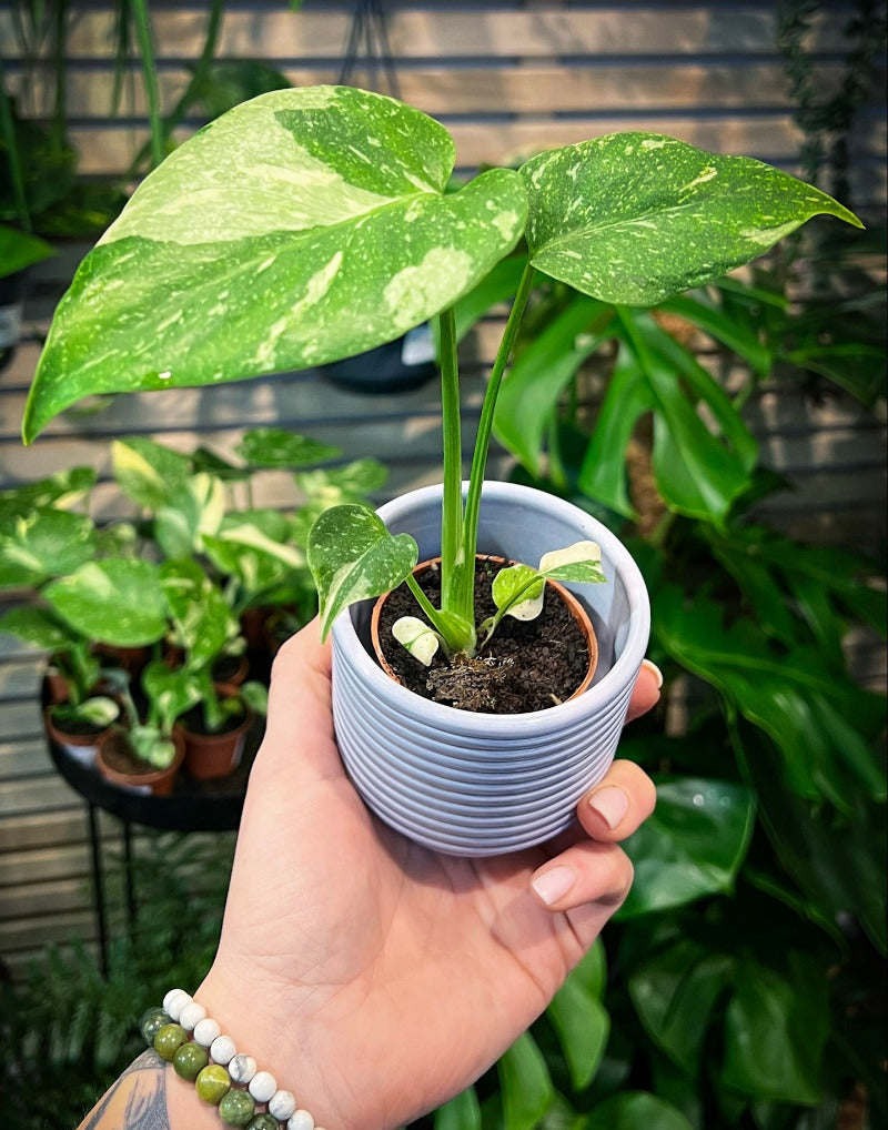 Monstera Thai Constellation – Variegated Beauty for Plant-Lovers