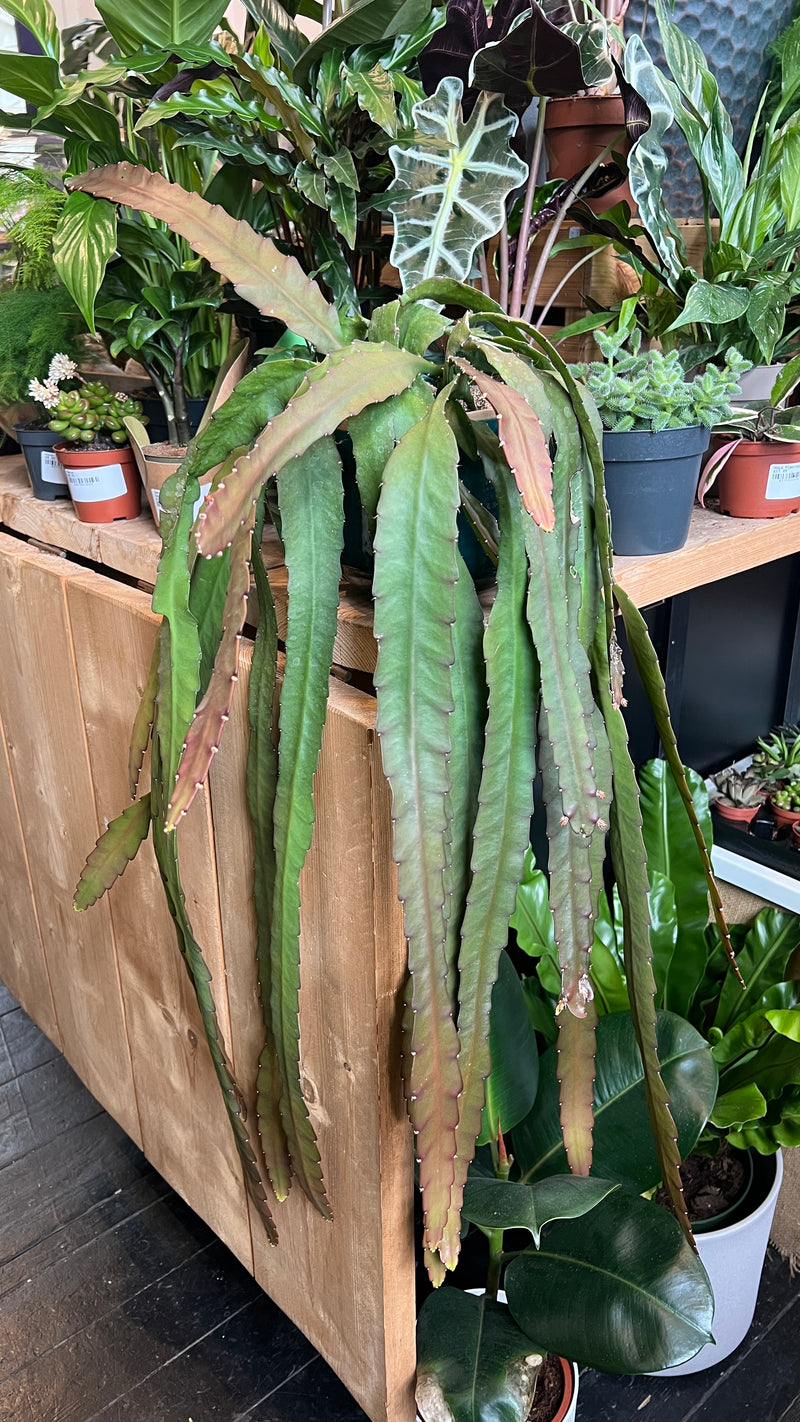 Epiphyllum Ackermannii Care Guide | Easy Orchid Cactus Care in London