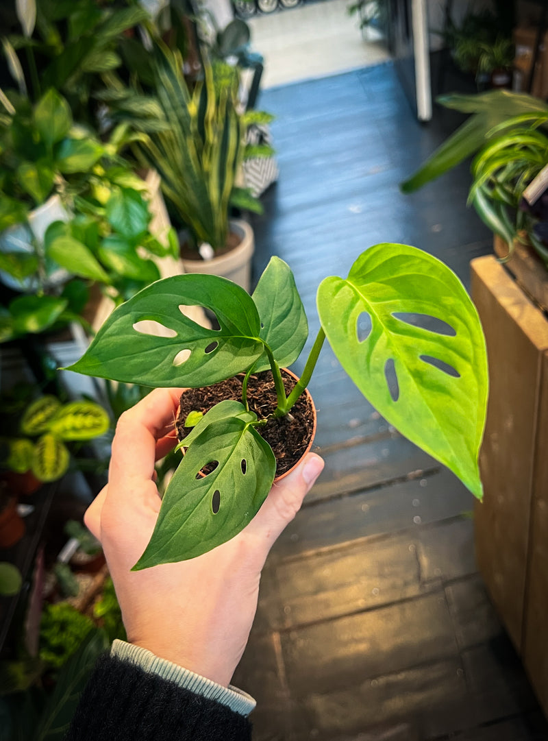 monstera plant for sale uk Monstera Esqueleto Plant for Sale