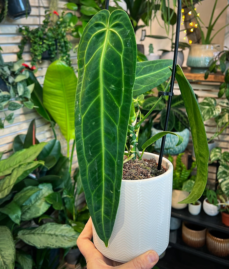 anthurium warocqueanum uk Anthurium warocqueanum 'Queen Anthurium'