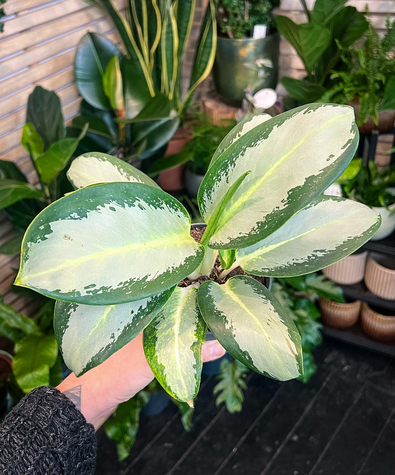 Aglaonema Chinese Evergreen