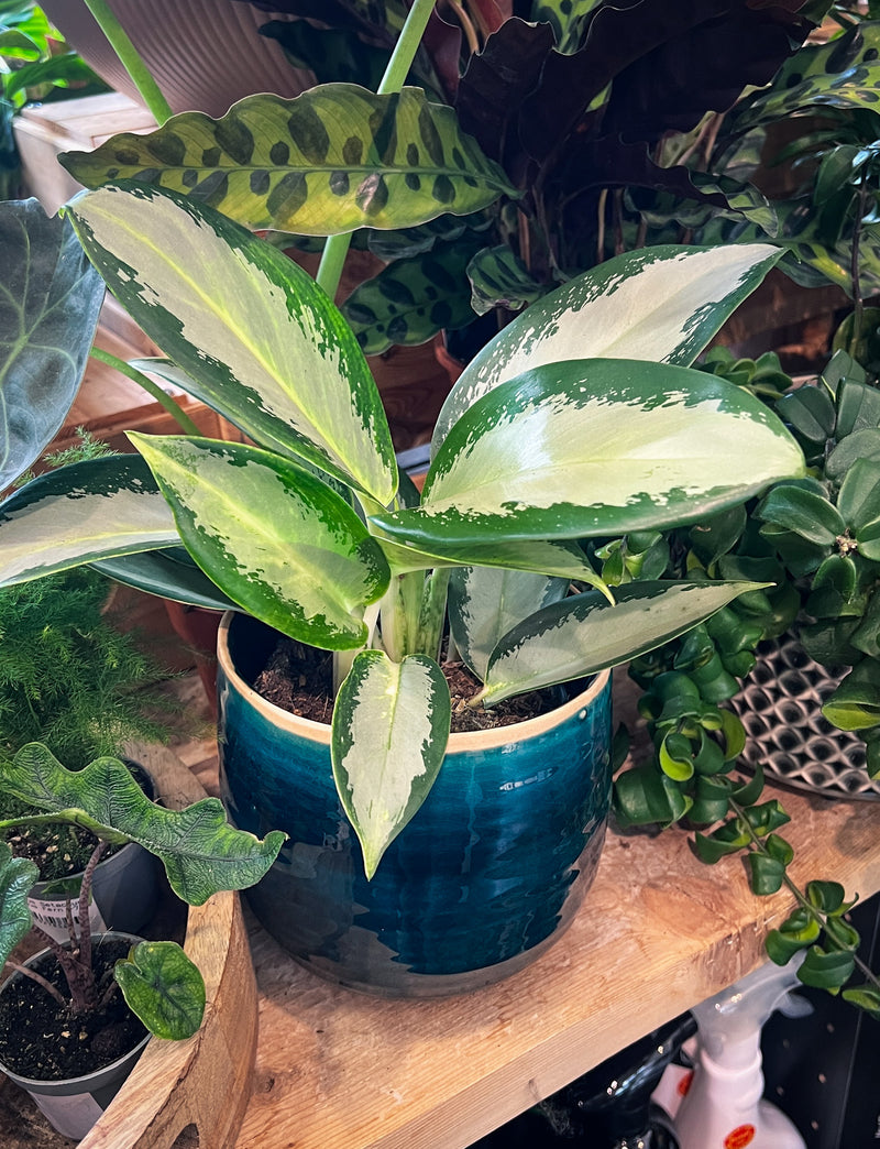 Aglaonema Chinese Evergreen - Silver blue