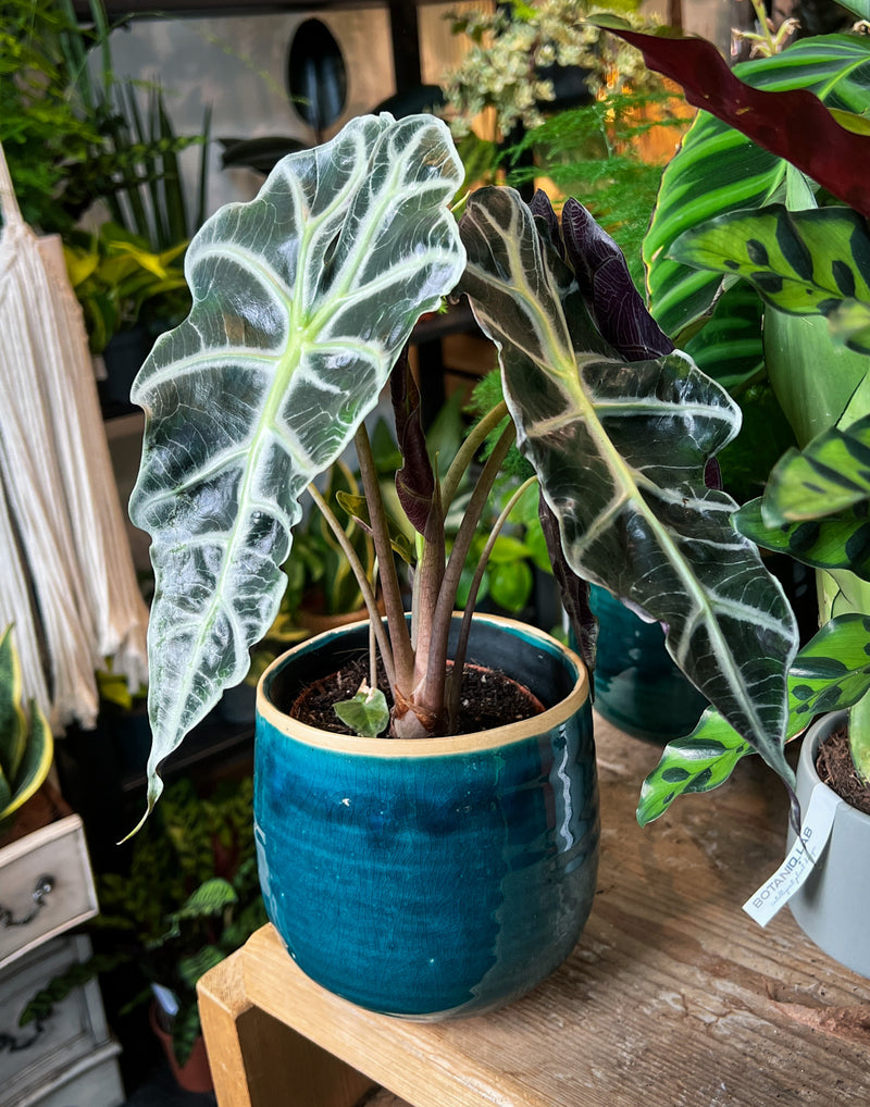 alocasia polly elephant ear plant Alocasia Polly 'Elephant ear'