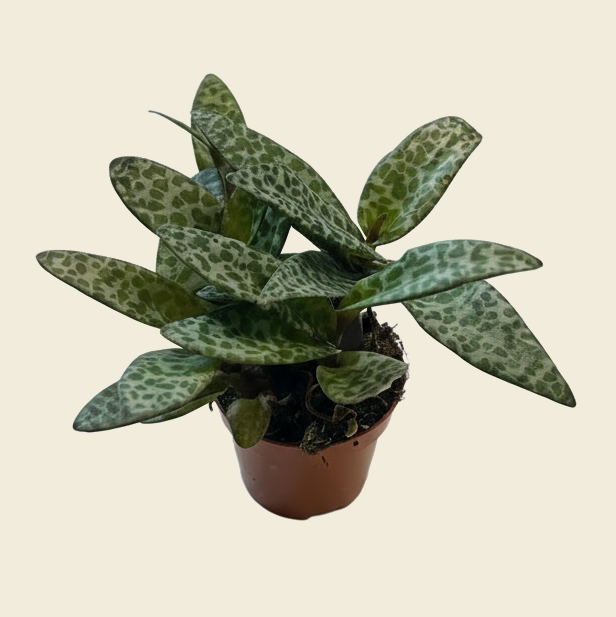 leopard plant succulent Ledebouria Socialis – Silver Squill / Leopard Lily | Rare Indoor Bulb Plant