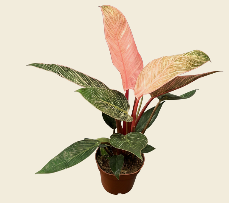 Philodendron Birkin Pink