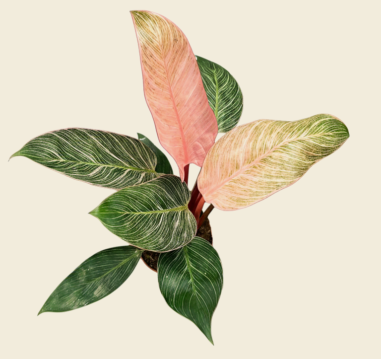 philodendron birkin pink leaf Philodendron Birkin Pink