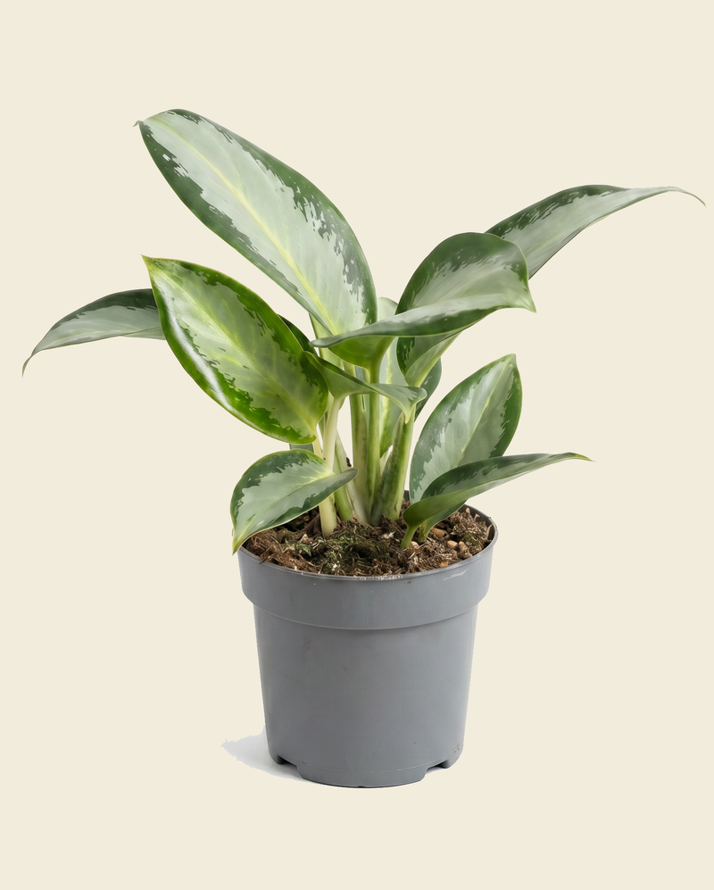 Aglaonema Chinese Evergreen