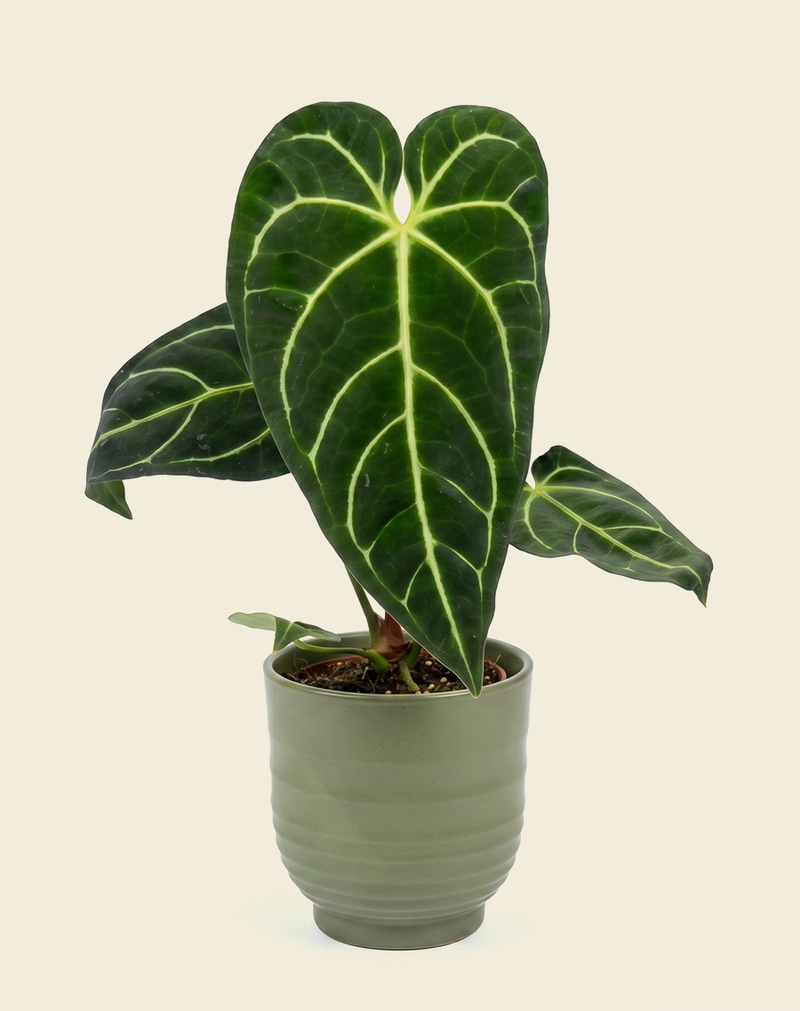 anthurium regale dark form Anthurium Regale