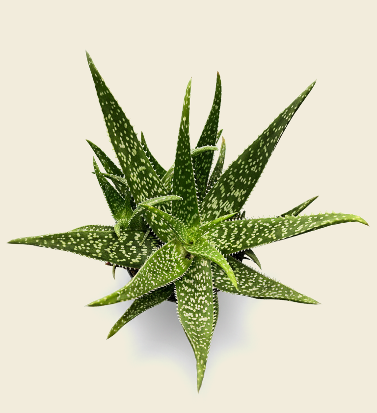 Aloe vera