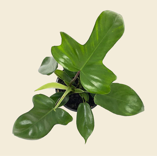 philodendron florida green care Philodendron 'Florida Green'