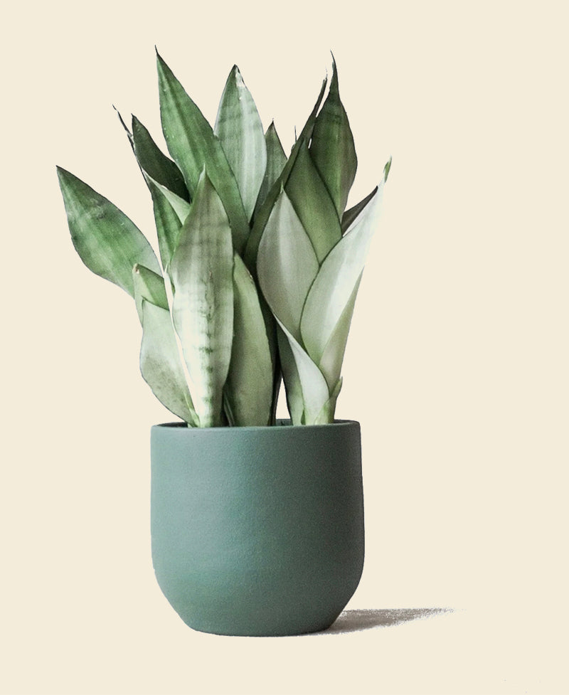 moonshine snake plants Snake Plant
