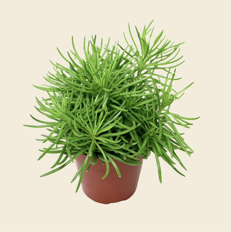 grass like succulent Senecio Himalaya 'Mountain Grass'