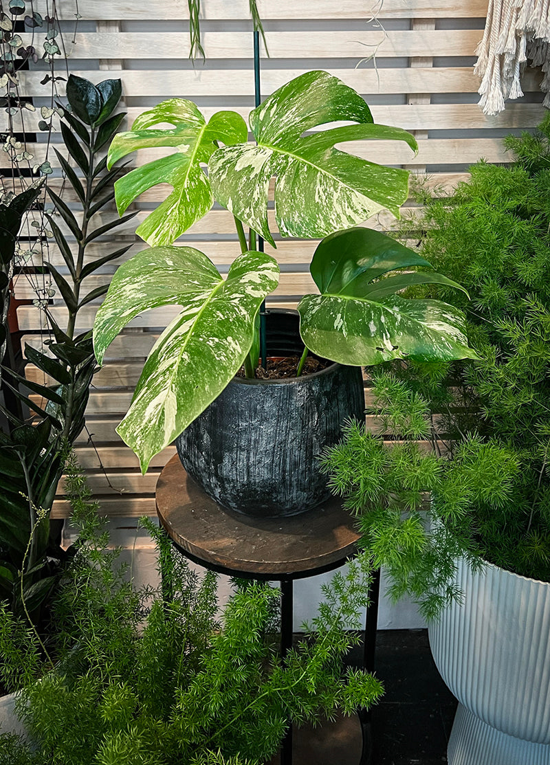 Monstera deliciosa Variegata