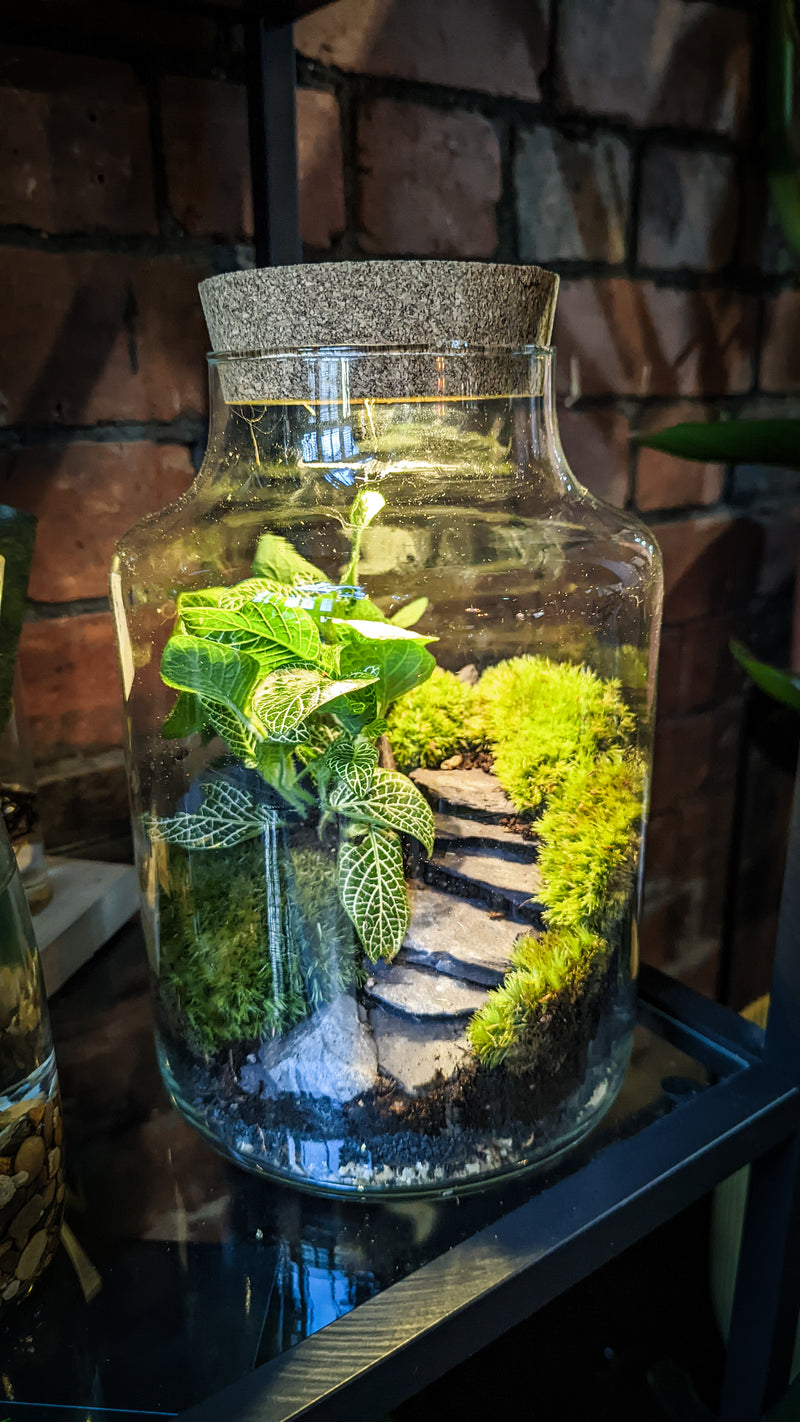 terrarium for plants uk Monastery Steps Terrarium