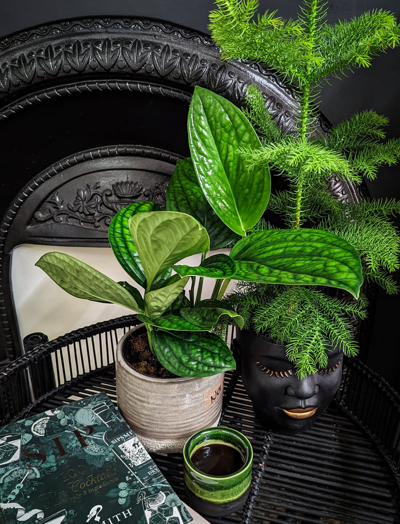 marble planet pothos Marble Planet