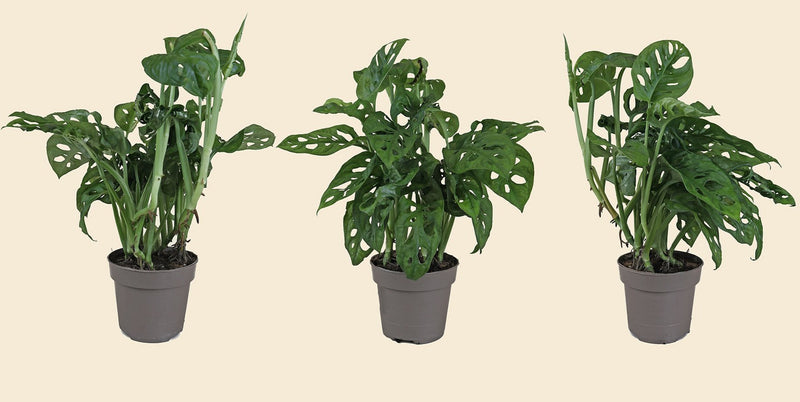 monstera adansonii vs monkey mask Monstera Monkey Mask