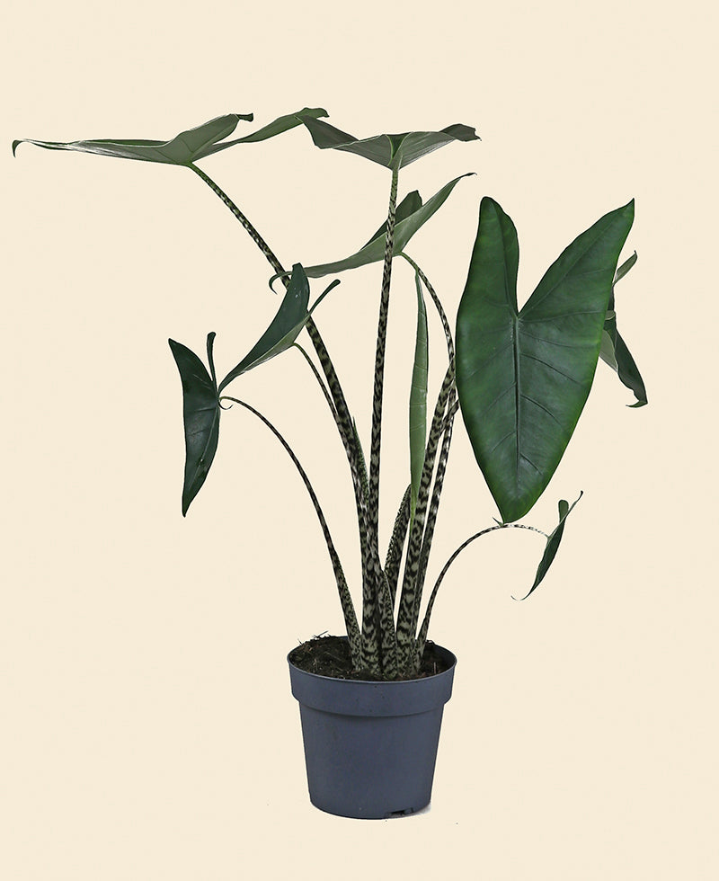 elephant ear zebra plant Zebra Elephant Ear