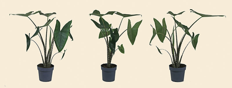 elephant ear plant zebra Zebra Elephant Ear
