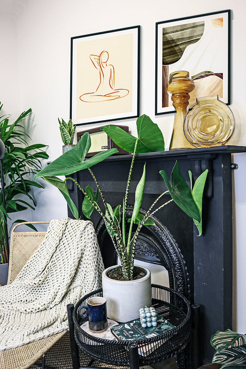 elephant ear zebra plant Zebra Elephant Ear