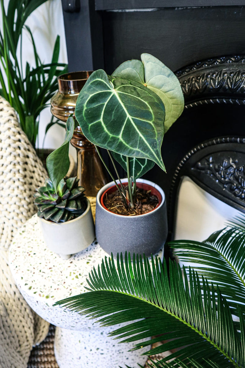 anthurium clarinervium potting mix Anthurium Clarinervium