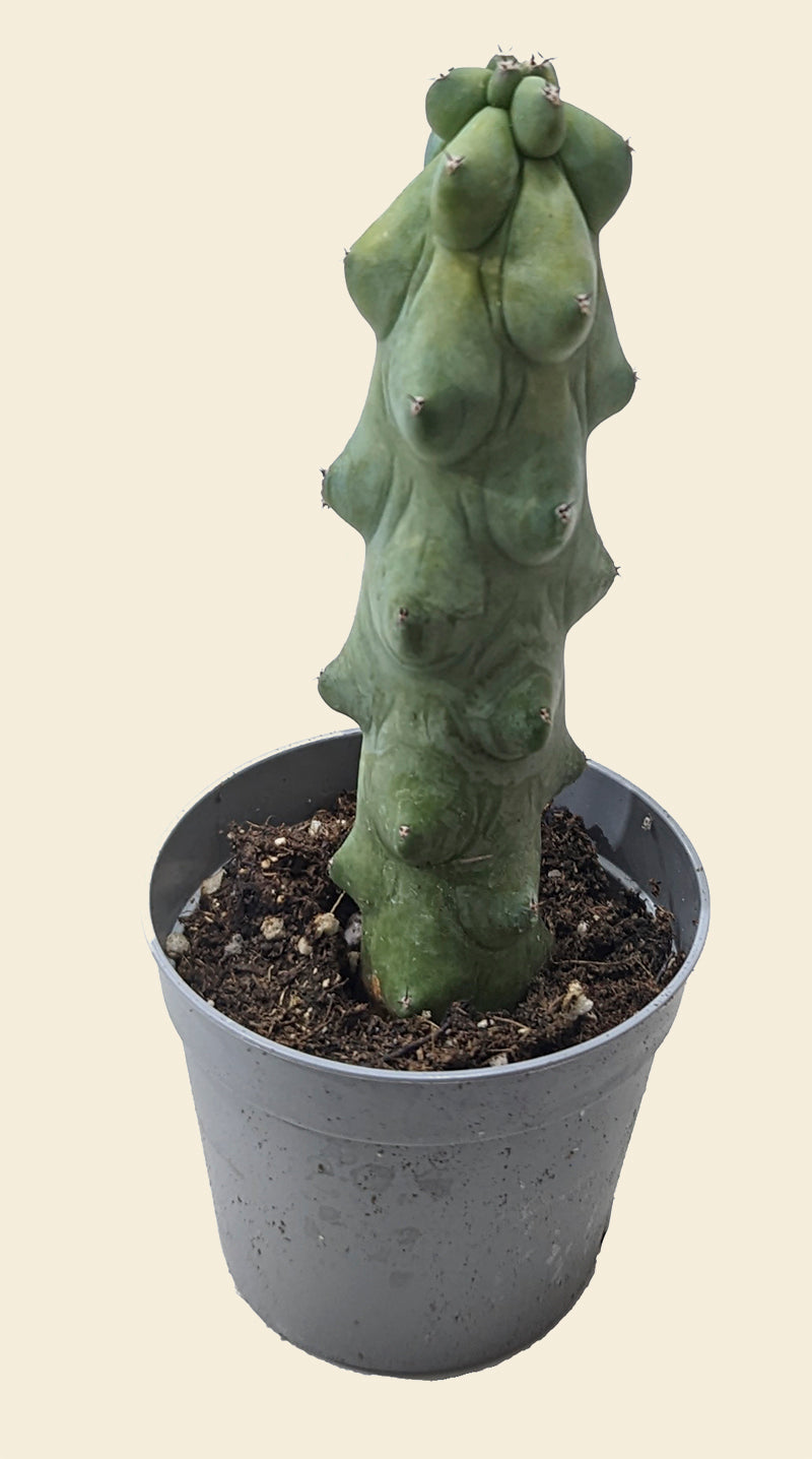 Myrtillocactus geometrizans Booby Cactus – Unique Geometric Cactus for Your  Collection