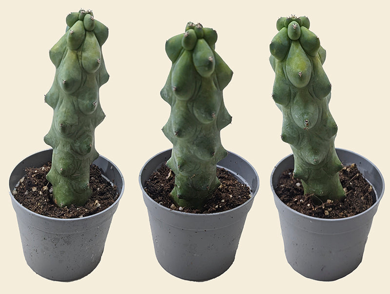 Myrtillocactus geometrizans Booby Cactus – Unique Geometric Cactus for Your  Collection