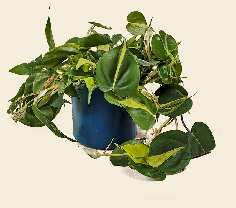 philodendron brasil uk Philodendron Brasil