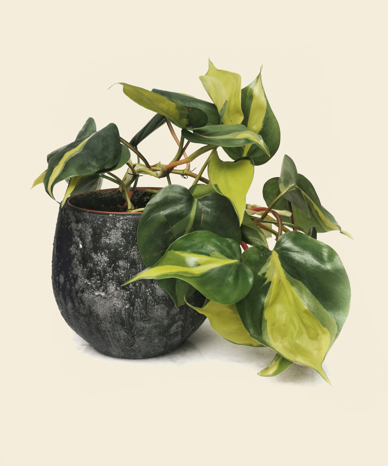philodendron brasil uk Philodendron Brasil