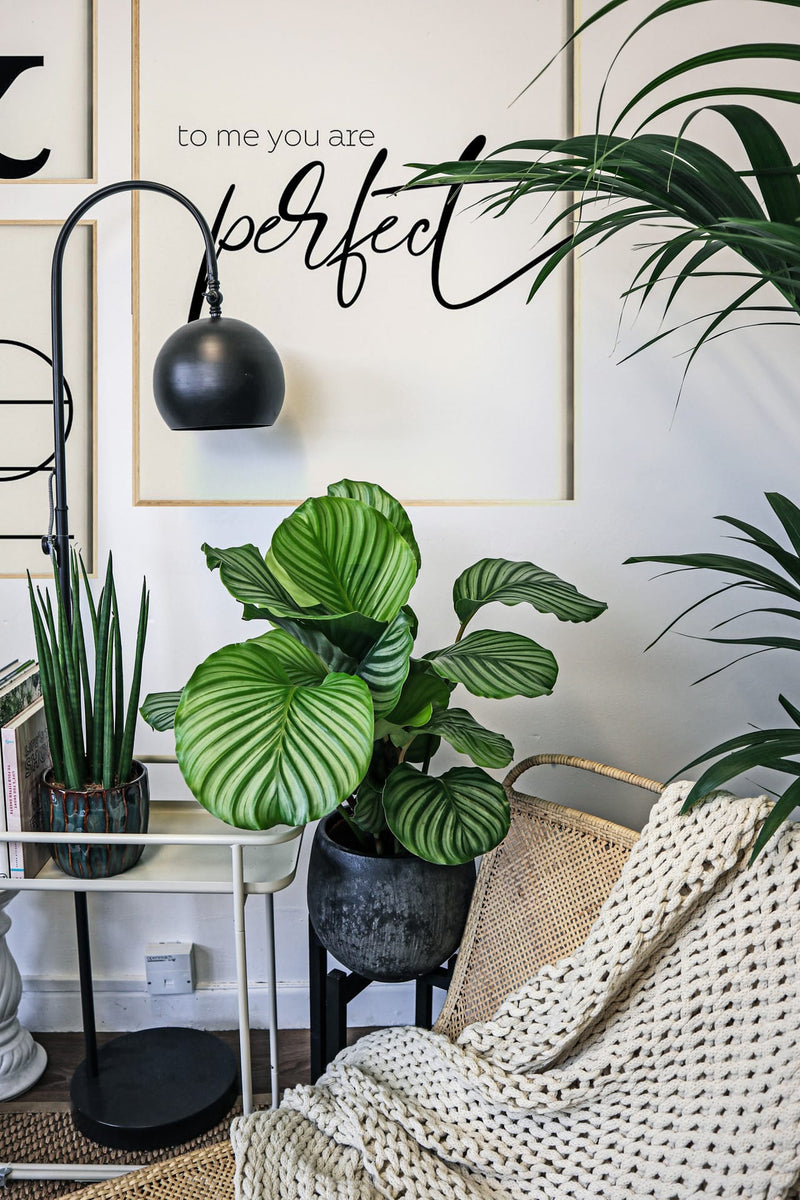 calathea orbifolia indoor plant Calathea Orbifolia